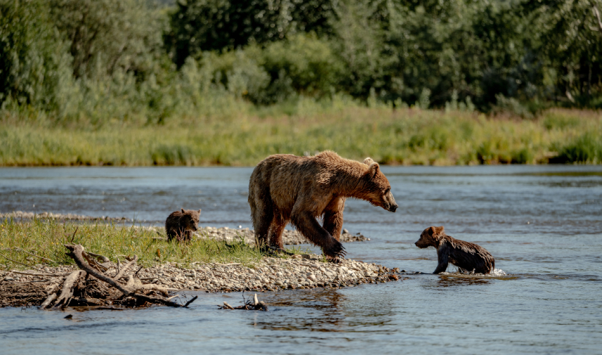 A brown bear stands beside her playful cub in Pedro Bay, Alaska.