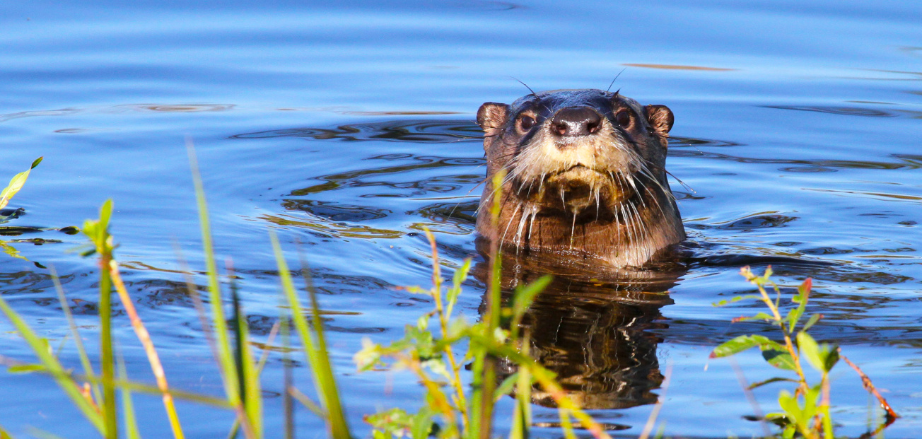 An otter with wet fur pokes its head out of the water, surrounded by green plants at Sabine Ranch, Texas.