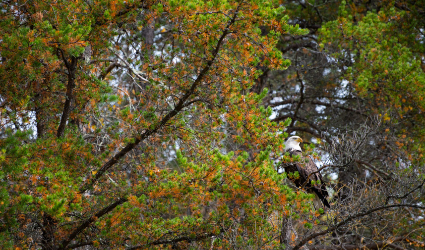 A bald eagle perched on a tree branch at the Mississippi River Headwaters, showcasing its majestic presence in nature.