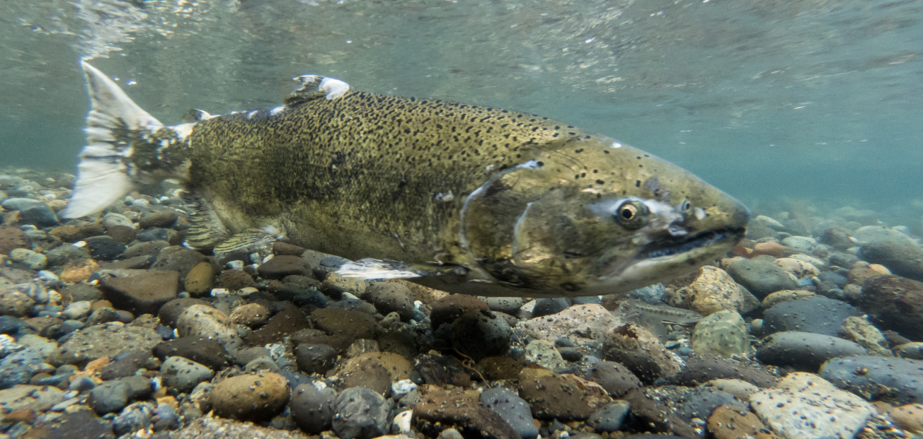 Underwater view of a white salmon swimming above a rocky riverbed in clear water.