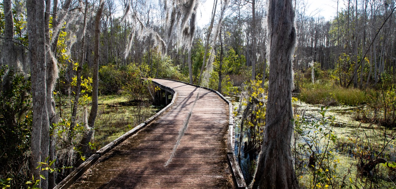 A wooden boardwalk traverses a swampy landscape in Okefenokee National Wildlife Refuge in Georgia, showcasing the area's unique wetland ecosystem