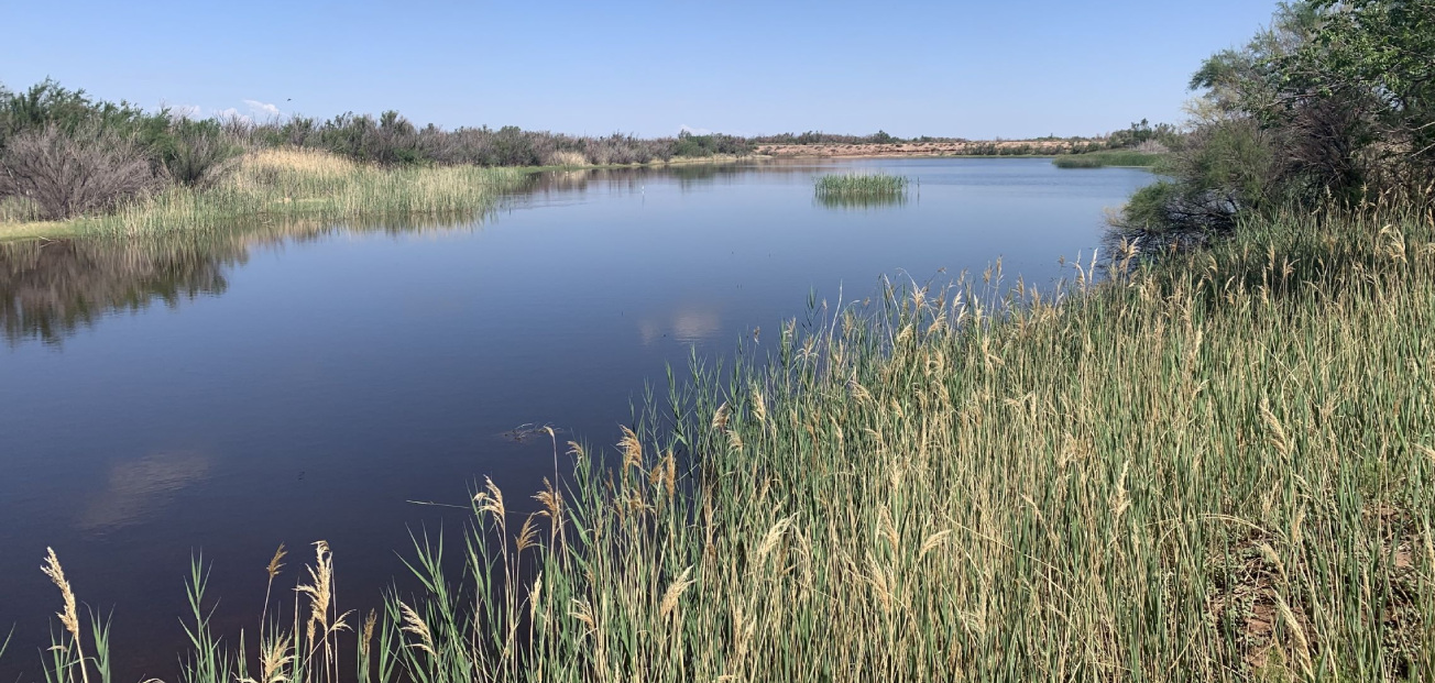 The Pecos River in New Mexico, surrounded by vibrant tall grass, creating a tranquil natural landscape.