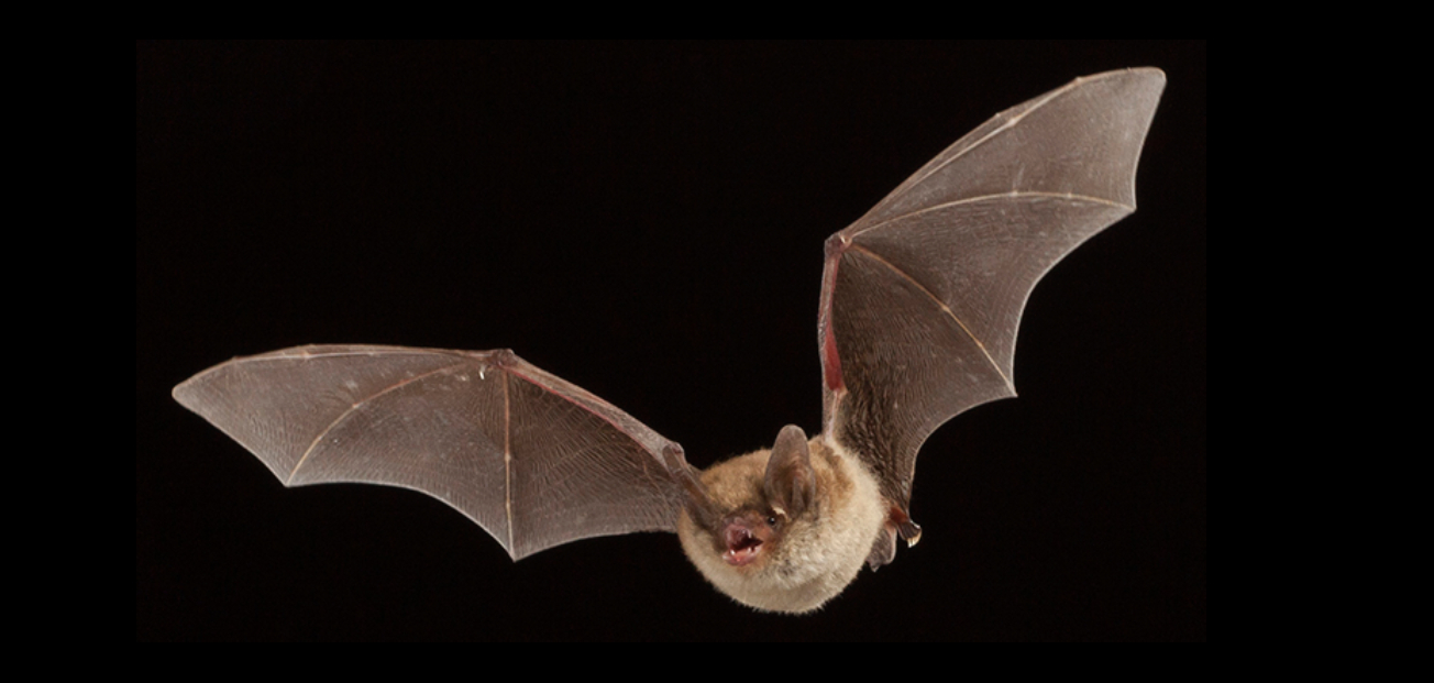 A Northern Long-eared Bat displaying its wings wide open, hovering in mid-air, showcasing its delicate features.