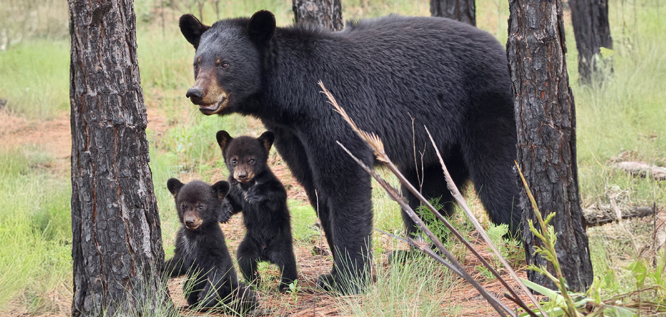 A black bear walks through the woods with her two playful cubs beside her.