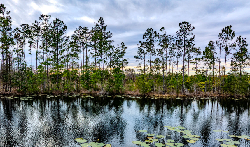 A serene pond at Rayonier McClure, FL, surrounded by lush trees and blooming water lilies.