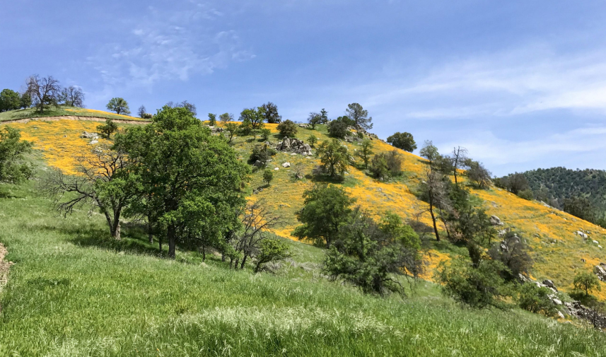 A hillside adorned with vibrant yellow flowers and scattered trees under a clear blue sky.