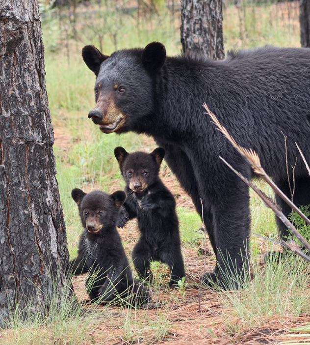 A black bear walks through the woods with her two playful cubs beside her.