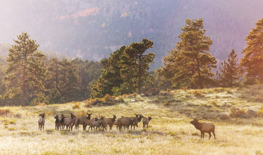 A herd of elk in the mountainous landscape, highlighting the conservation efforts of Jeffco Open Space in the Denver area