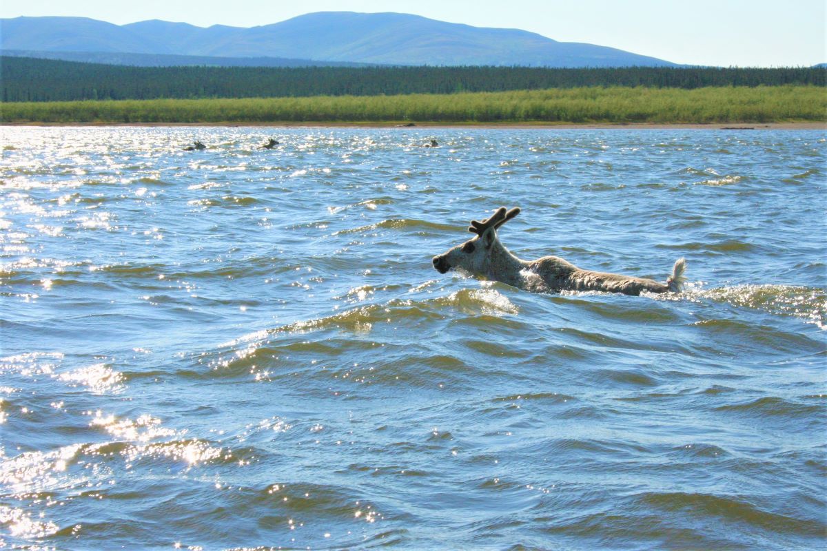 Caribou crossing Kobuk River, Alaska