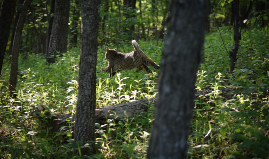 A bobcat running through the trails of White Rock Nature Preserve.