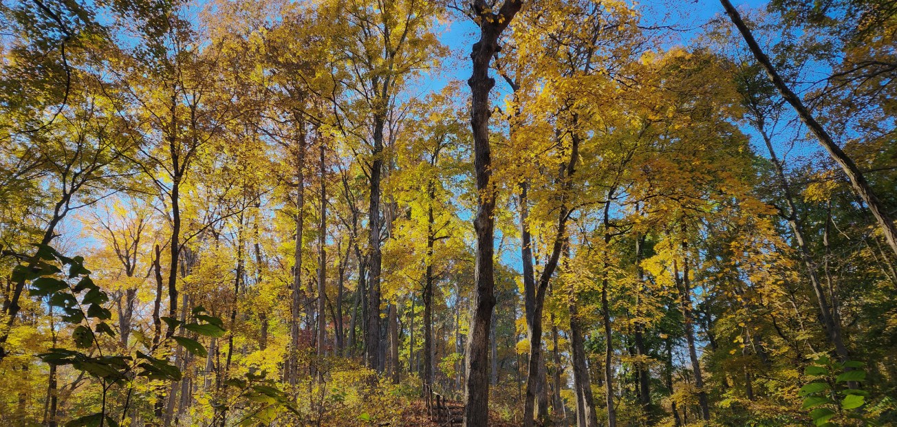 View from White Rock Nature Preserve.