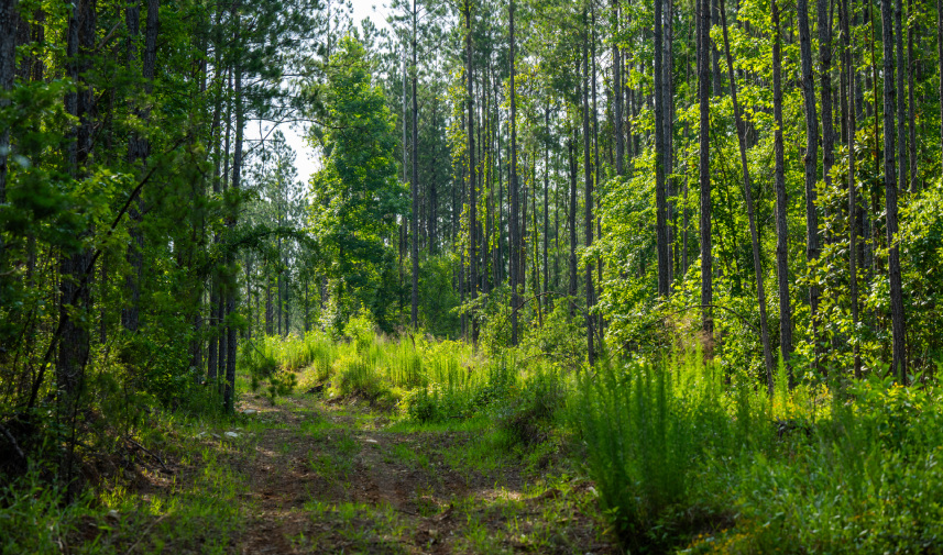 Protecting an endangered species in Monroe County Alabama forest.