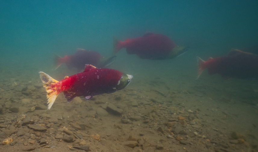 Salmon swim in the Nome River, showcasing the vital habitat that supports Arctic wildlife in Alaska's ecosystem.