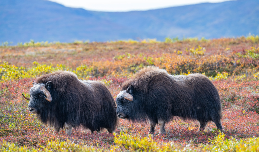 Muscoxen grazing in the Nome River area, highlighting the protected Arctic wildlife habitat in Alaska.