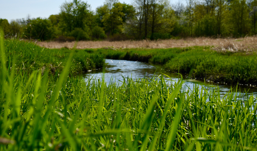 A small stream flows through a grassy field, highlighting the importance of wetlands in mitigating Milwaukee flooding.