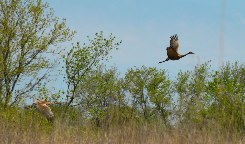 Two birds glide over a grassy field, illustrating the flourishing wildlife in Milwaukee wetlands safeguarded from flooding.