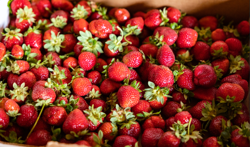 A vibrant assortment of strawberries in a box, representing Arkansas's local food network and its agricultural produce.