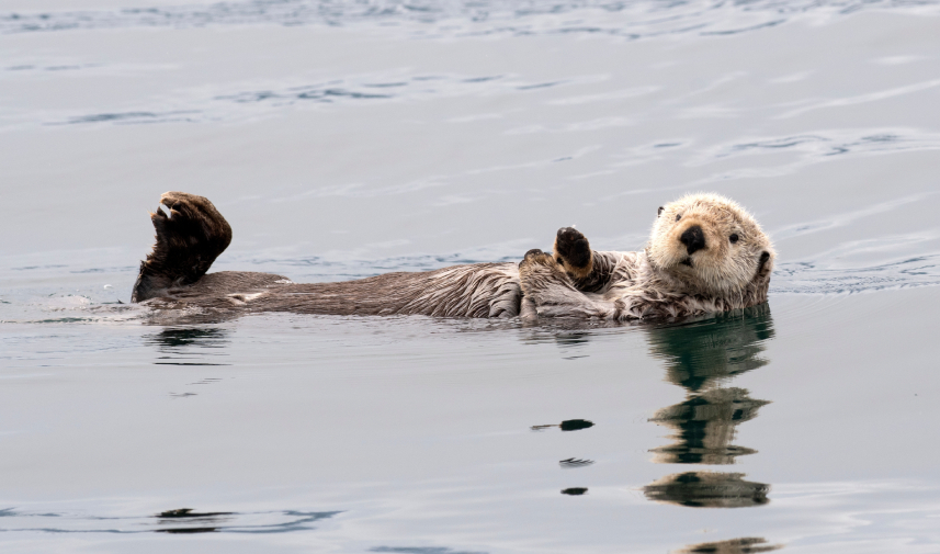 Sea Otter and reflection in Kachemak Bay, Alaska