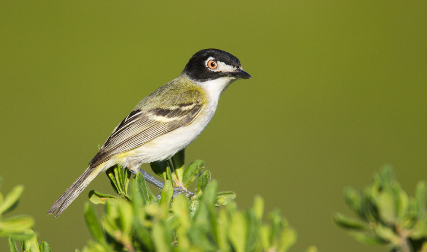 A Black-capped Vireo perched on a tree branch, showcasing its distinctive coloration and small size.