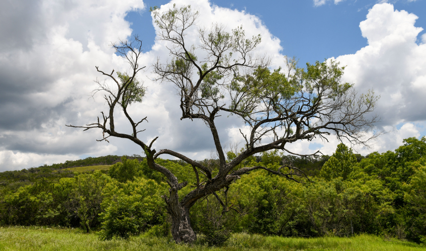 A solitary tree stands in a field under a cloudy sky at Balcones Canyonlands National Wildlife Refuge.