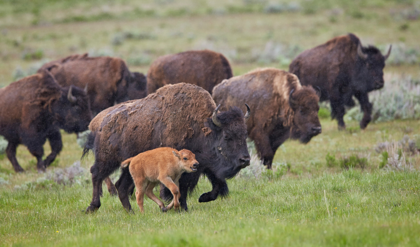 In Gardiner, Montana, a bison and its calf roam a field, representing the ecological significance of the Greater Yellowstone area.