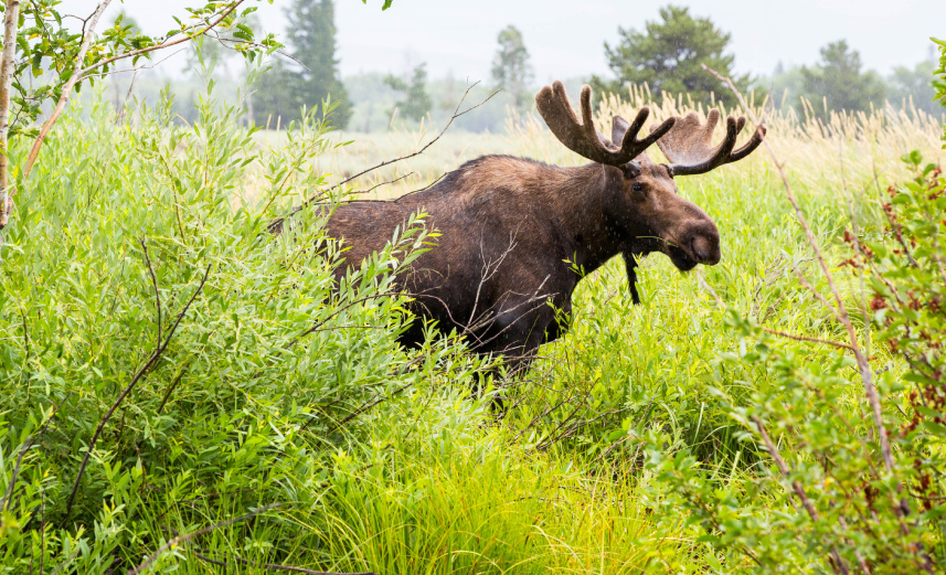 A moose stands in a grassy field at Grand Teton National Park, Wyoming, surrounded by wildflowers and distant mountains.