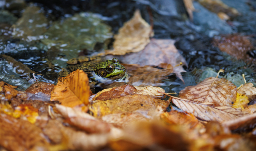 A frog sits in a tranquil water setting, encircled by leaves, emphasizing the role of conservation easement in protecting wildlife.
