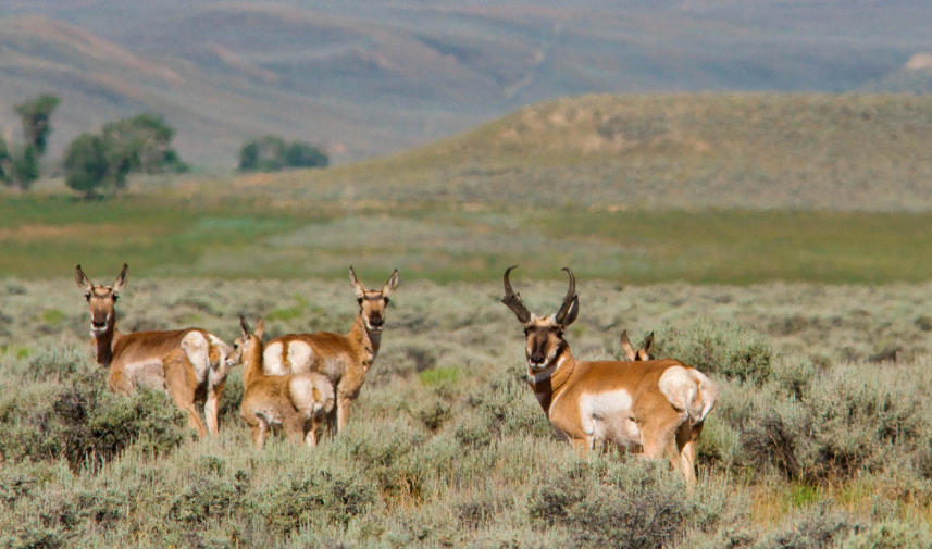 A herd of North American pronghorn grazing in the wild during their fall migration through Wyoming.